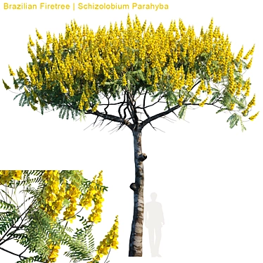 Exquisite Brazilian Firetree: Schizolobium Parahyba 3D model image 1 