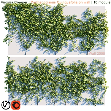 Lush Virginia Creeper | Parthenocissus Quinquefolia Greenery 3D model image 1 