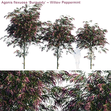 Burgundy Willow Peppermint: Vibrant Agonis Flexuosa Plant 3D model image 1 