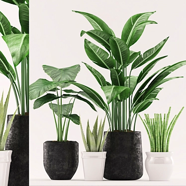 Botanical Bliss: Aloe, Colocasia, Paradise, and Sansevieria in Black and White Pots 3D model image 1 