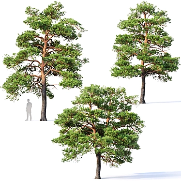 3-Pine Collection: Pinus Sylvestris #5 H7-10m 3D model image 1 