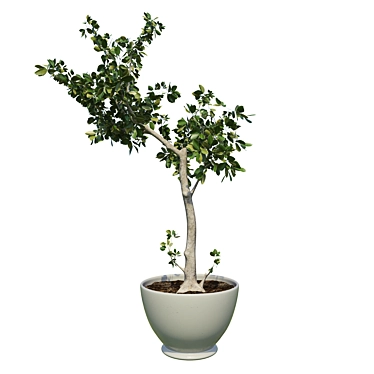 Potted Tree: A Touch of Nature 3D model image 1 