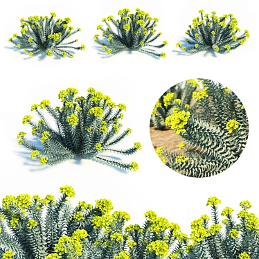 Blooming Euphorbia Rigida: Gopher Plant Trio 3D model image 1 