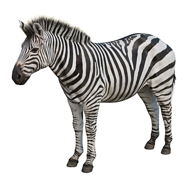 Zebra Model Kit: High-Quality 3D Sculpt with Textures & OBJ 3D model image 1 