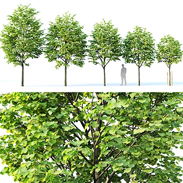 Title: Tilia europaea Set of 5 Trees 3D model image 1 