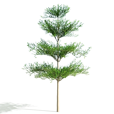 Terminalia Mantaly 2: Exquisite 3D Model 3D model image 1 