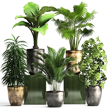 Exotic Plant Collection - Schefflera, Alocasia, Ficus Alii 3D model image 1 