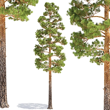 Tall Pine Tree for 3D Modeling 3D model image 1 