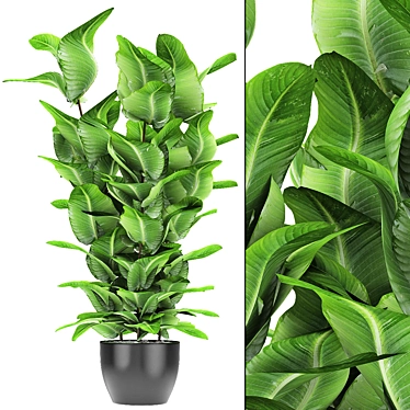 Exotic Plant in Pot: Tropical Vibes 3D model image 1 