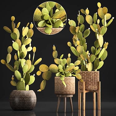 Exotic Cactus Set for Indoor Decor 3D model image 1 