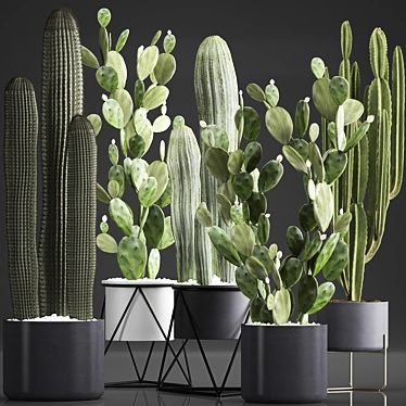 Exotic Cactus Collection: 376 Varieties 3D model image 1 