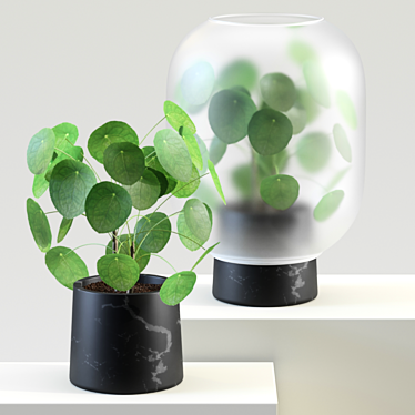 Golden Pilea: Chinese Treasure 3D model image 1 