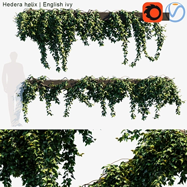 Evergreen Ivy | Wall Creeping Plant 3D model image 1 