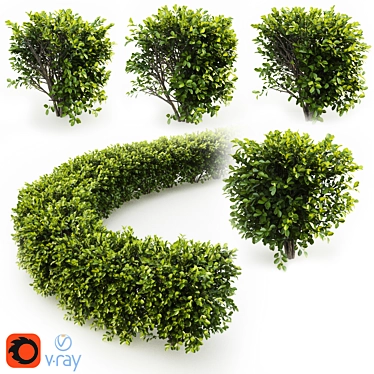 Cherry Laurel Hedge: Versatile and Realistic 3D model image 1 