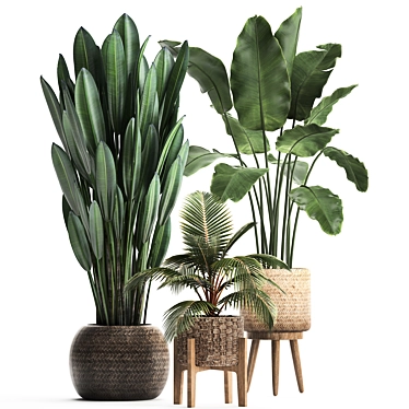Exotic Plant Collection: Banana Palm, Ravenala, Coconut Palm 3D model image 1 
