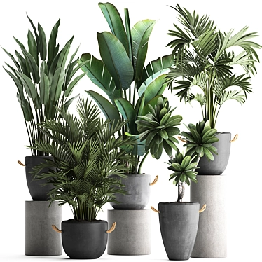 Exotic Houseplant Collection 3D model image 1 