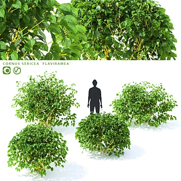 Desert Gold Dogwood | Unique Cornus sericea Shade 3D model image 1 