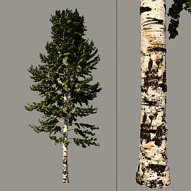 Tall Birch Tree Model for 3D Rendering 3D model image 1 