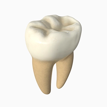 Advanced Dental Molar Geometry 3D model image 1 