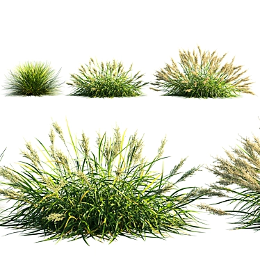 Gracious Feather Reed Grass 3D model image 1 