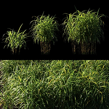 Giant Miscanthus Grass: Lifelike Decor for Your Space 3D model image 1 