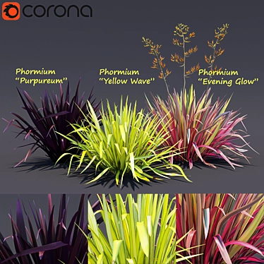 Phormium