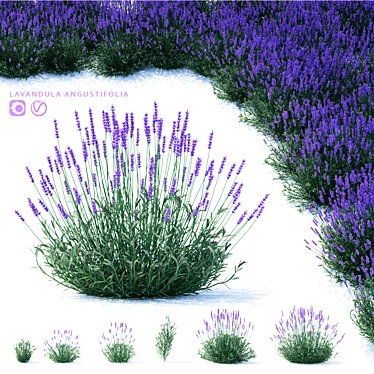 Narrow-Leaved Lavender Plant | Lavandula angustifolia 3D model image 1 