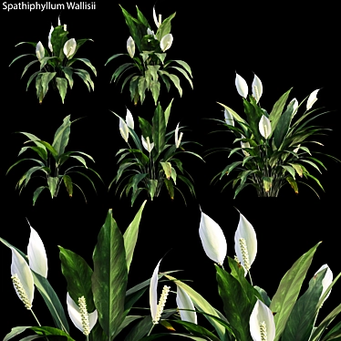 Botanical Beauty: Spathiphyllum Wallisii 3D model image 1 