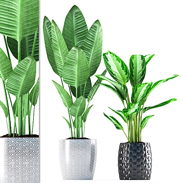 Black & White Chinese Evergreen 3D model image 1 