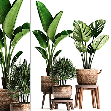 Exotic Indoor Plant Collection 3D model image 1 