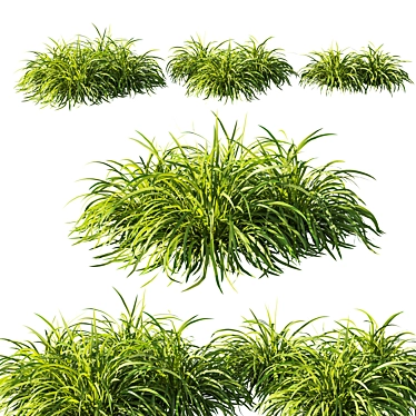 Lush Lomandra Longifolia Grass 02 3D model image 1 