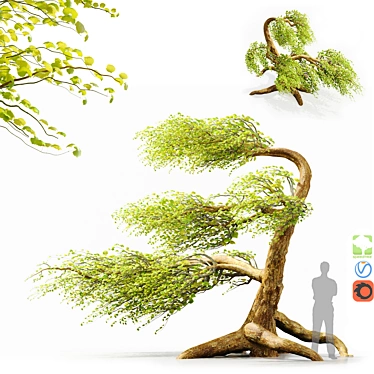 Syclamore Bonsai: Wind-Tossed Beauty 3D model image 1 