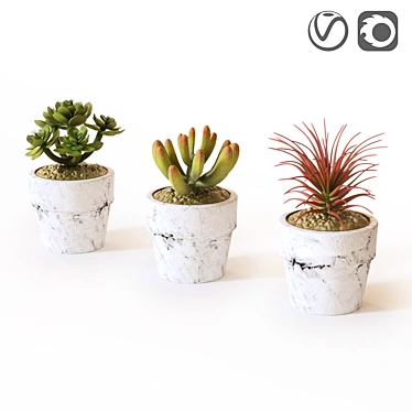 Naturalistic Artificial Succulents 3D model image 1 