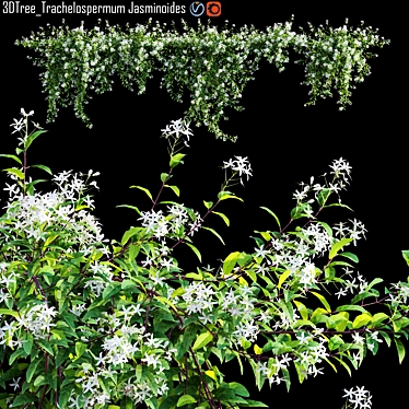 Trachelospermum Jasminoides - Star Jasmine Creepers 3D model image 1 