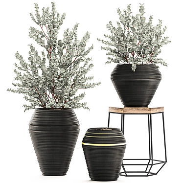 Exotic Indoor Plant Collection: Eucalyptus Cinerea & More 3D model image 1 