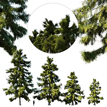 Nootka cypress tree: majestic beauty 3D model image 1 