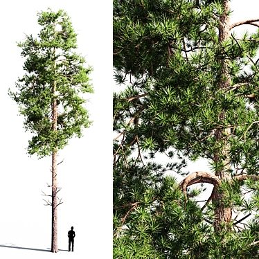 Scots Pine 1: Versatile Poly 3D model image 1 