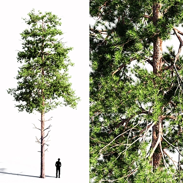 Tall Scots Pine 15m 3D model image 1 