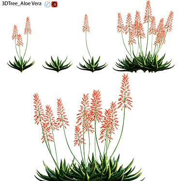 Aloe Vera Plant: High-Quality 3D Model 3D model image 1 