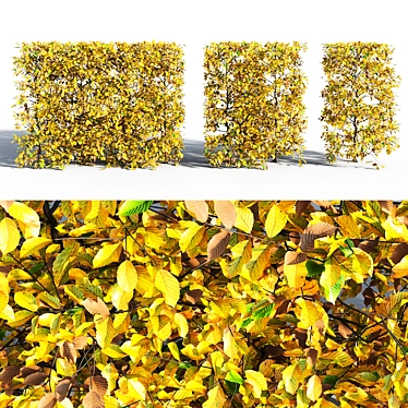 Autumn Hornbeam Hedge 3D model image 1 