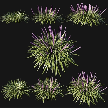 Variegata Liriope Muscari Grass 3D model image 1 