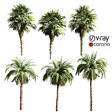 Tropical Oasis: Set of 6 Palms 3D model image 1 