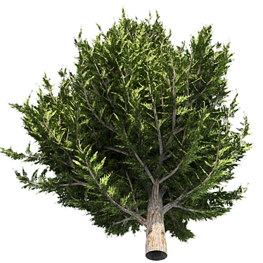 Hollywood Juniper 02: Realistic Quad-Optimized Tree 3D model image 1 