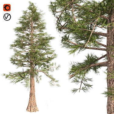Premium Western Red Cedar Tree 3D model image 1 
