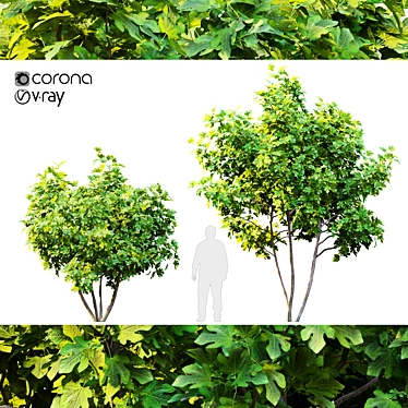 Twin Fig Trees: Elegant and Lush 3D model image 1 