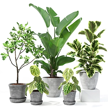 Tropical Plant Collection: Figs, Japanese Banana, Rubber Tree & Anthurium 3D model image 1 