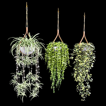 Hanging Plant Trio: Dyshidia, Chlorophytum, Heder 3D model image 1 