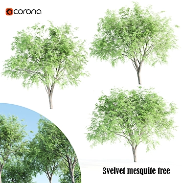 Velvet Mesquite Tree: 4.5-5.5m Height 3D model image 1 