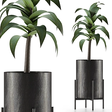 Exotic Decorative Palm Tree: House Plant 3D model image 1 