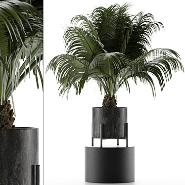 Exotic Palm Tree: House Plant 31 3D model image 1 